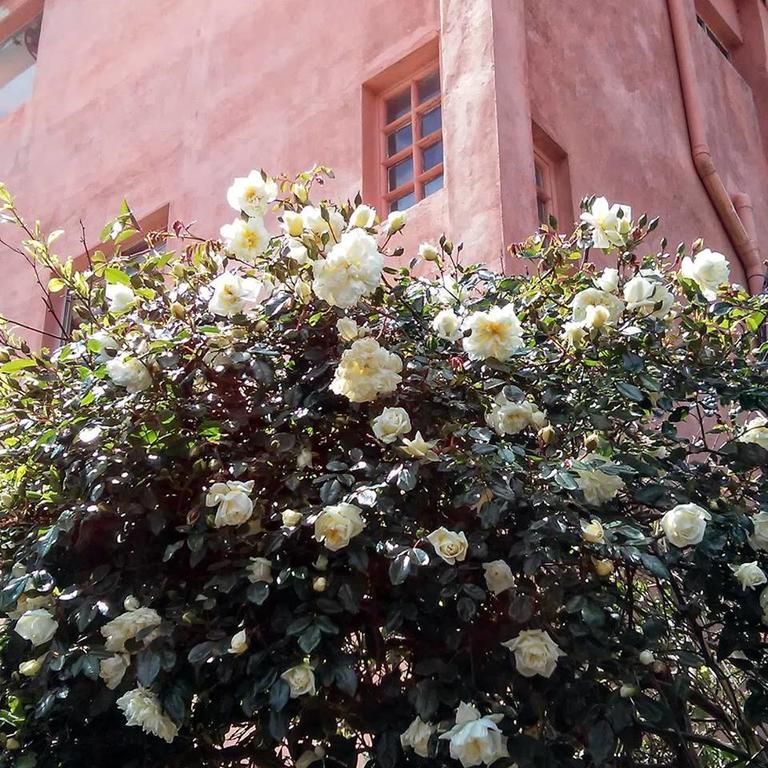 Hostel La Cruz Del Sur ลาปาโลมา ภายนอก รูปภาพ